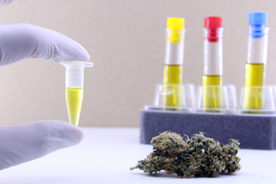 Extraction of cannabis oil in a laboratory