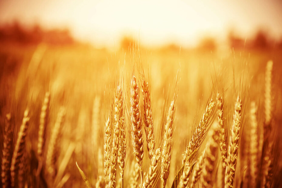 Wheat 101: Nutrition Facts and Health Effects