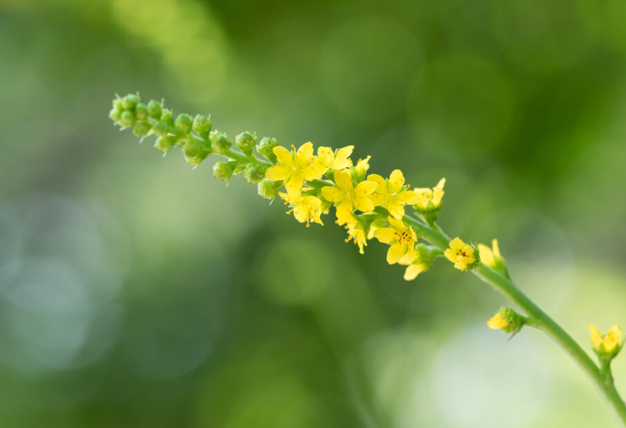 Benefits of Agrimony Supplements