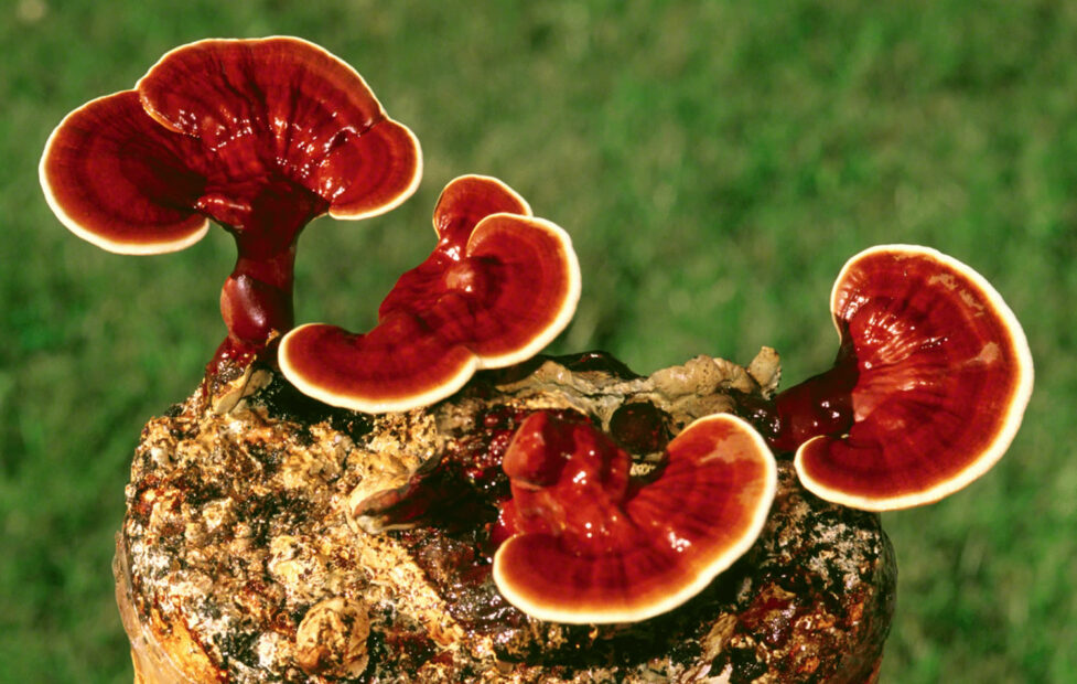 Exploring the Multifaceted Benefits of Reishi Functional Mushrooms