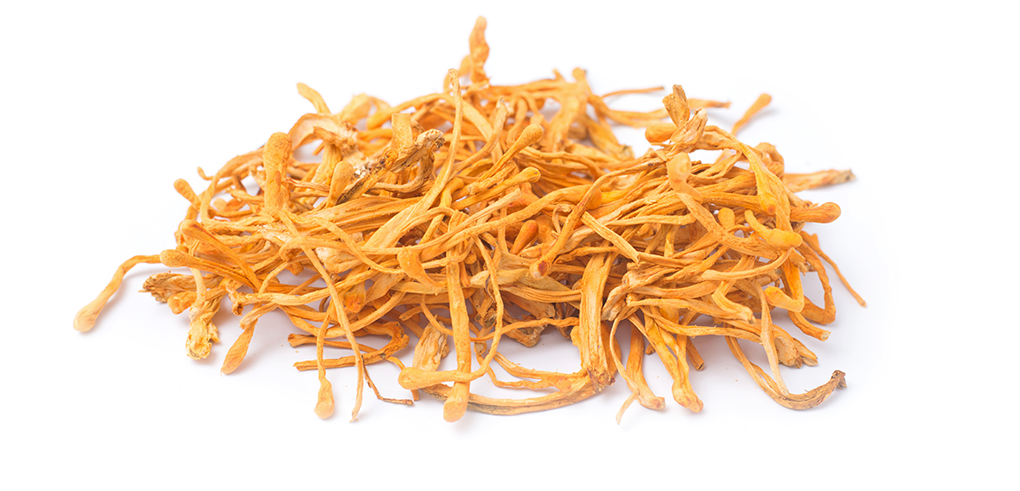 Unveiling the Diverse Benefits of Cordyceps Functional Mushrooms